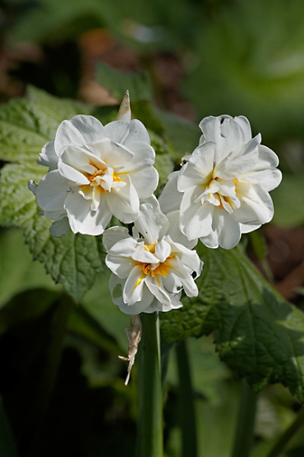 Jardin des Impressionnistes-049